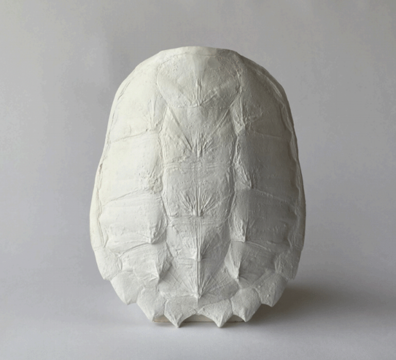 Snapping Turtle Shell Plaster