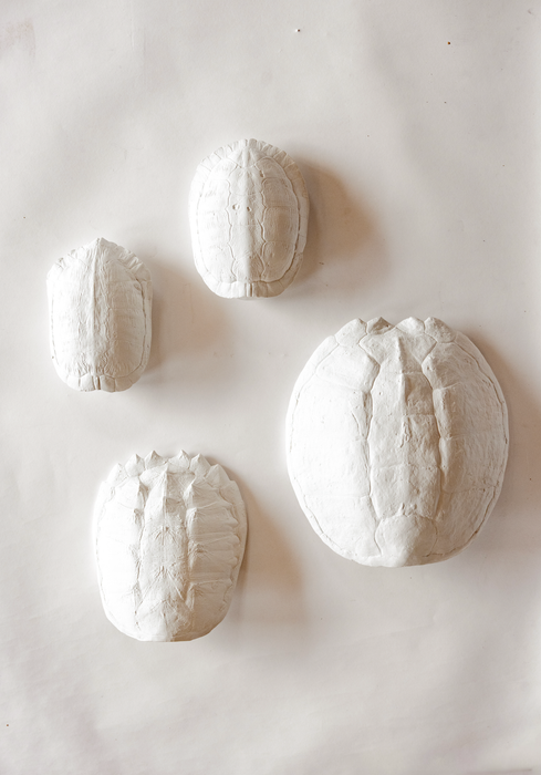 Snapping Turtle Shell Plaster