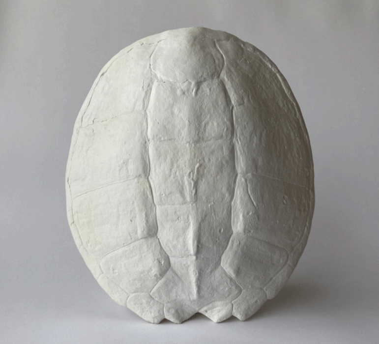 Sea Turtle Shell Plaster